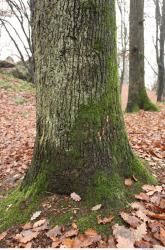 Photo Textures of Tree Bark